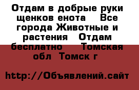 Отдам в добрые руки щенков енота. - Все города Животные и растения » Отдам бесплатно   . Томская обл.,Томск г.